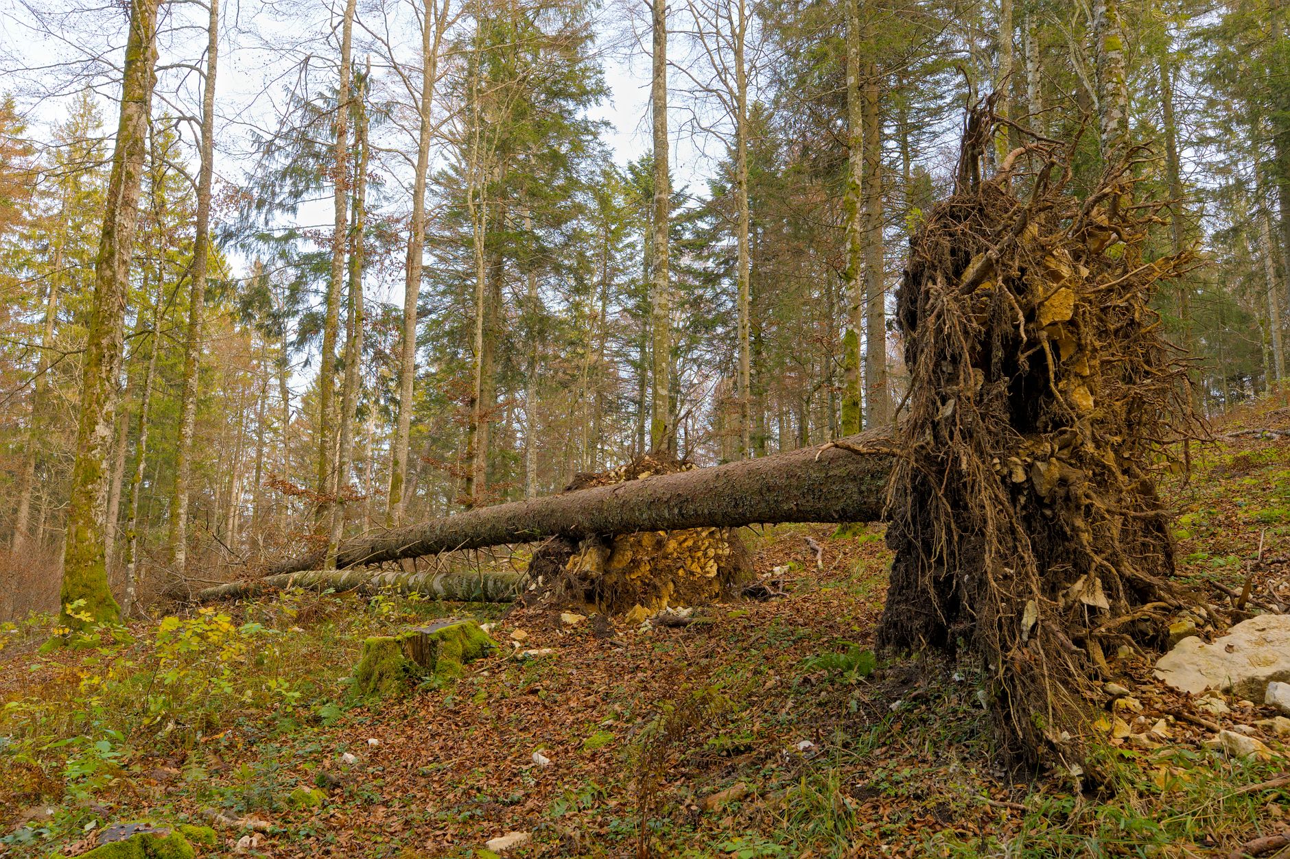 Enlèvement arbre urgence équipe à Saint-Nazaire